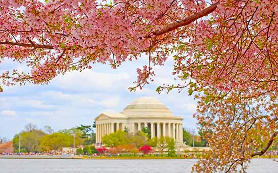Cherry Blossom Festival- Washington, D.C.